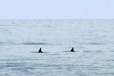 US calls for talks with Mexico on endangered porpoise