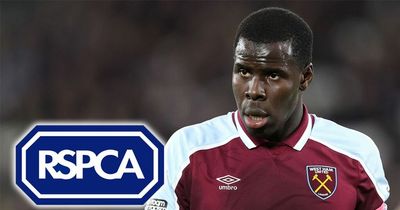 RSPCA provide update on Kurt Zouma's cats and ongoing investigation