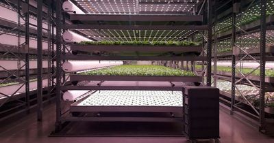 £10m 'concept to completion' vertical farming solution launched by East Yorkshire specialist