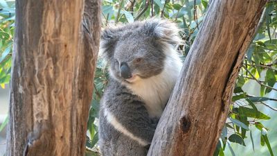 Sydney news: Federal government lists koalas as endangered in NSW, Queensland and ACT