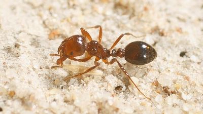 National fire ant program asks for more money amid fears 2027 eradication deadline will be missed