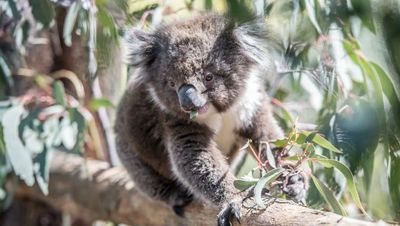 Koalas endangered listing a national failure, ACT environment minister says