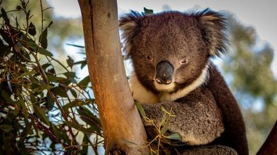 Koalas now considered endangered in NSW, Queensland and the ACT