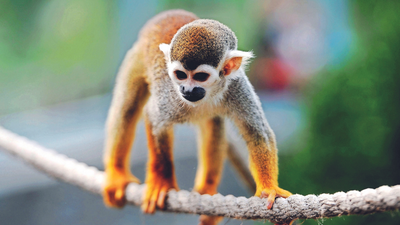 Chennai: Squirrel monkey missing from zoo