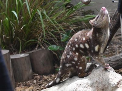 Tas man stabbed quoll to death with spear