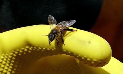 Nearly 60,000 bees stolen from US supermarket’s headquarters