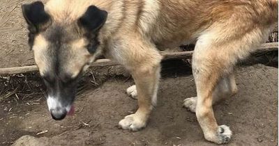Scots dog with backward paw in shelter for four years because no-one will adopt him
