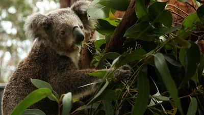 Port Stephens Koala Hospital has questions around 'endangered' listing