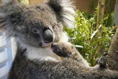 Koalas listed as endangered species in Australia