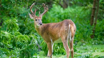 Omicron has been detected in New York deer. Here are a few more animals that have contracted COVID-19