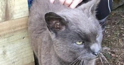 Miracle cat found 13 years after vanishing from his Dundee home