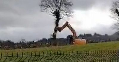 Children scream in distress 'stop killing our tree' as bulldozer hacks down home to beloved bird