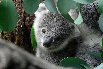Koala declared endangered as disease, lost habitat take toll