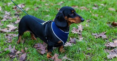 Swanky city centre apartment block launches Manchester's first free doggy daycare for its residents
