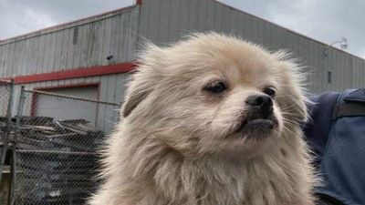 VIDEO: Cop Consoles Man As Firefighters Rescue Dog Trapped In Burning House