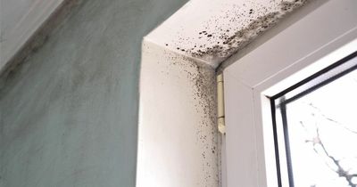 Black mould symptoms and all the ways the dangerous fungus could harm your health