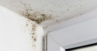 Black mould symptoms and how the dangerous fungus could be harming your health