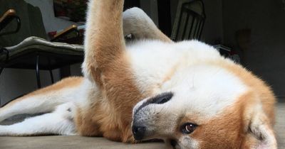 Man baffled by stranger's odd comment after sharing photo of his dog on Facebook