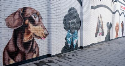 Artist behind Marcus Rashford mural shares artwork painted for new puppy cafe