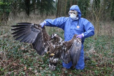 Tory MP criticised for urging police to stop wasting resources probing suspected killing of white-tailed eagle