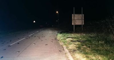 Mystery as dead birds plummet from the sky and rain on traffic