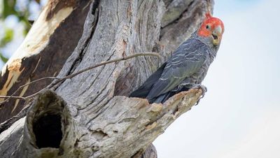 Gang-gangs in focus as ACT emblem risks entering endangered status