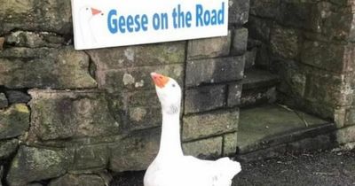 Was he stolen, have a stroke, did it ever exist at all? Mystery of a missing goose that left a community baffled