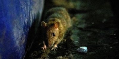 Lassa fever UK: What are the symptoms and it is contagious?