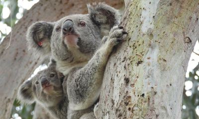 We know how to save the endangered koala – it starts with protecting habitat