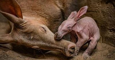 Aardvark born at Chester Zoo for the first time in its 90 year history