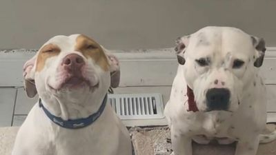 VIDEO: Living The High Life: Chicago Woman Asks Her 2 Dogs Which One Ate Her Cannabis Edibles