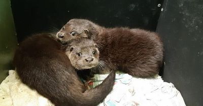 Otter-ly adorable! Two baby orphaned otters paired up by RSPCA for Valentine’s Day