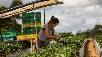 Farm labour shortage continues despite surge of working holiday visa applications
