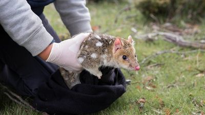 Quoll project integrates captive-bred individuals with wild population to shore up species