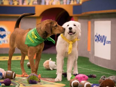 Sunday's Other Bowl Game: Inside Discovery's Puppy Bowl XVIII