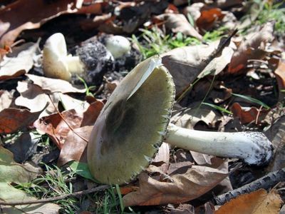 Soggy summer launches killer mushie season