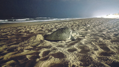 Chennai: 20 Olive Ridley nests, 2,220 eggs found in one night