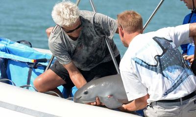 There are fewer than 10 tiny vaquita porpoises left. Can they be saved?