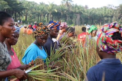 In Sierra Leone’s swamps, female farmers make profits and peace