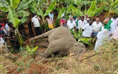 Tusker found electrocuted in banana plantation near Coimbatore