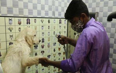 A ‘paw-dicure’, bubble bath and massage at home, courtesy Just Groom in Hyderabad