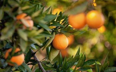 The wild oranges of India