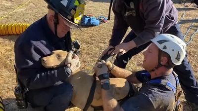 VIDEO: Florida Firefighters Rescue Dog That Fell In Narrow 15-Foot Hole