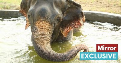 Elephant who cried when freed from 50 years in chains now trusts again after rehab