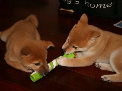 Dogecoin Vs. Shiba Inu: How The Meme Coin Rivalry Pans Out In Recent Crypto Market Recovery