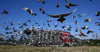 Pigeon racing in Lanarkshire and why the much-loved sport has been flying high for centuries
