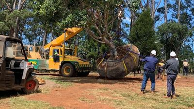 Would you pay $4,000 for a tree? This Australian couple sells mature trees to clients around the world