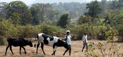 They gave up land for Tillari, but Goa govt made their life tough