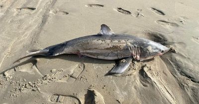 Huge shark with razor-sharp teeth washes up on beach as stunned walkers look on