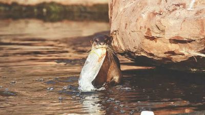 Plastic trash endangers lives of Chambal’s otters